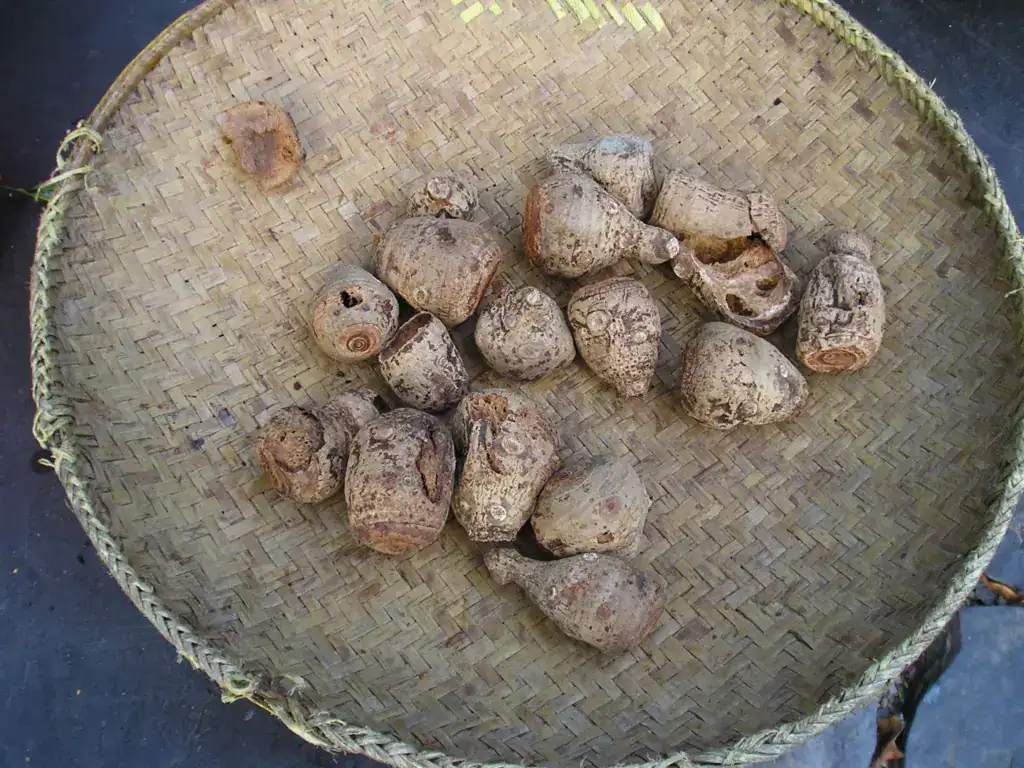 部落乾芋頭