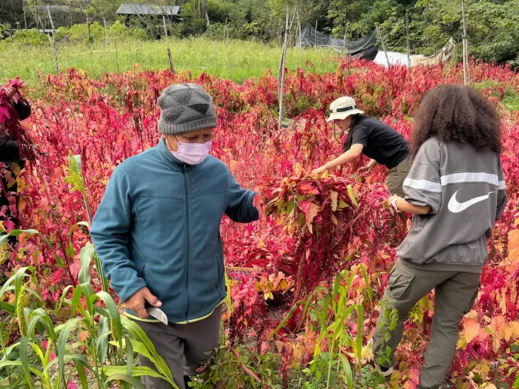 採集紅藜