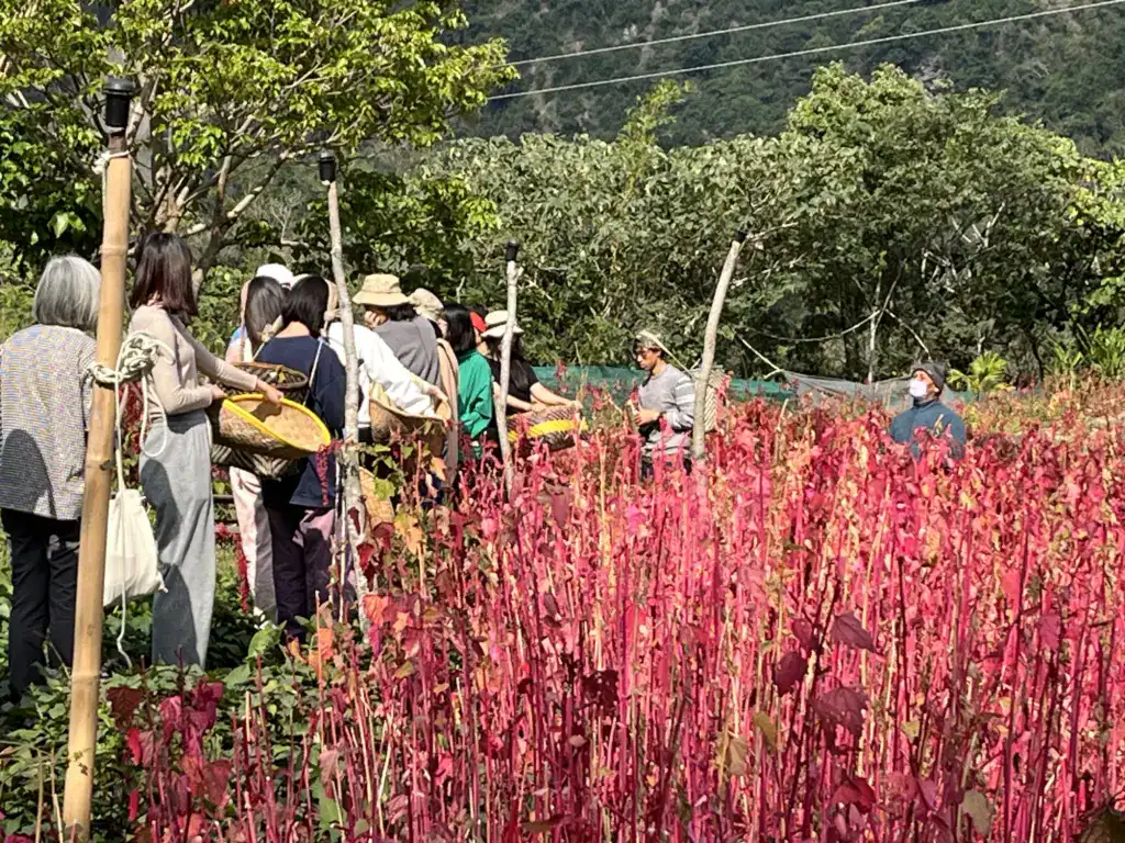 紅藜收成